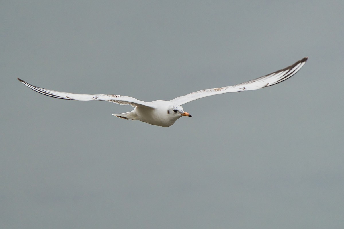 Gaviota Reidora - ML623391564