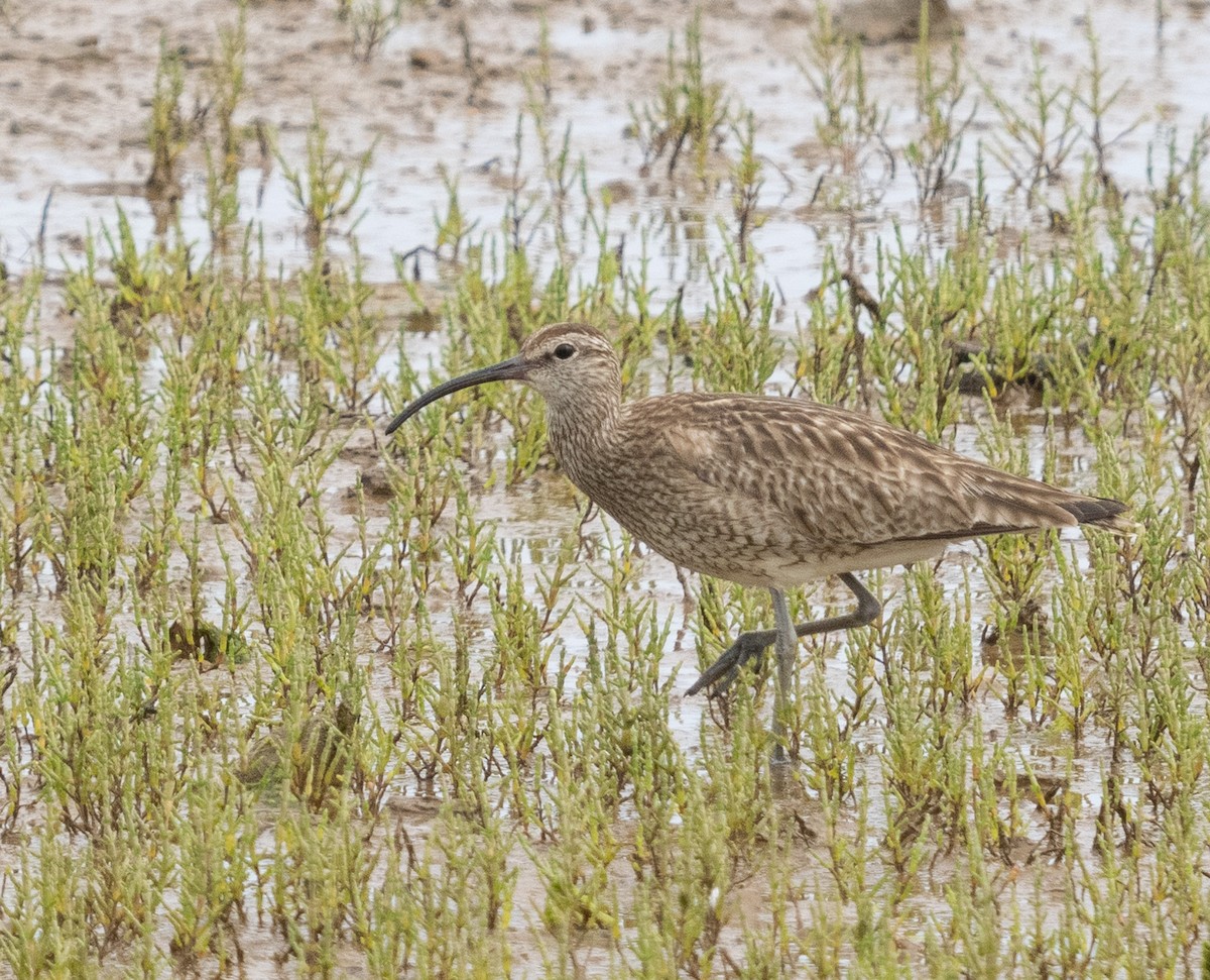 Whimbrel - ML623391572