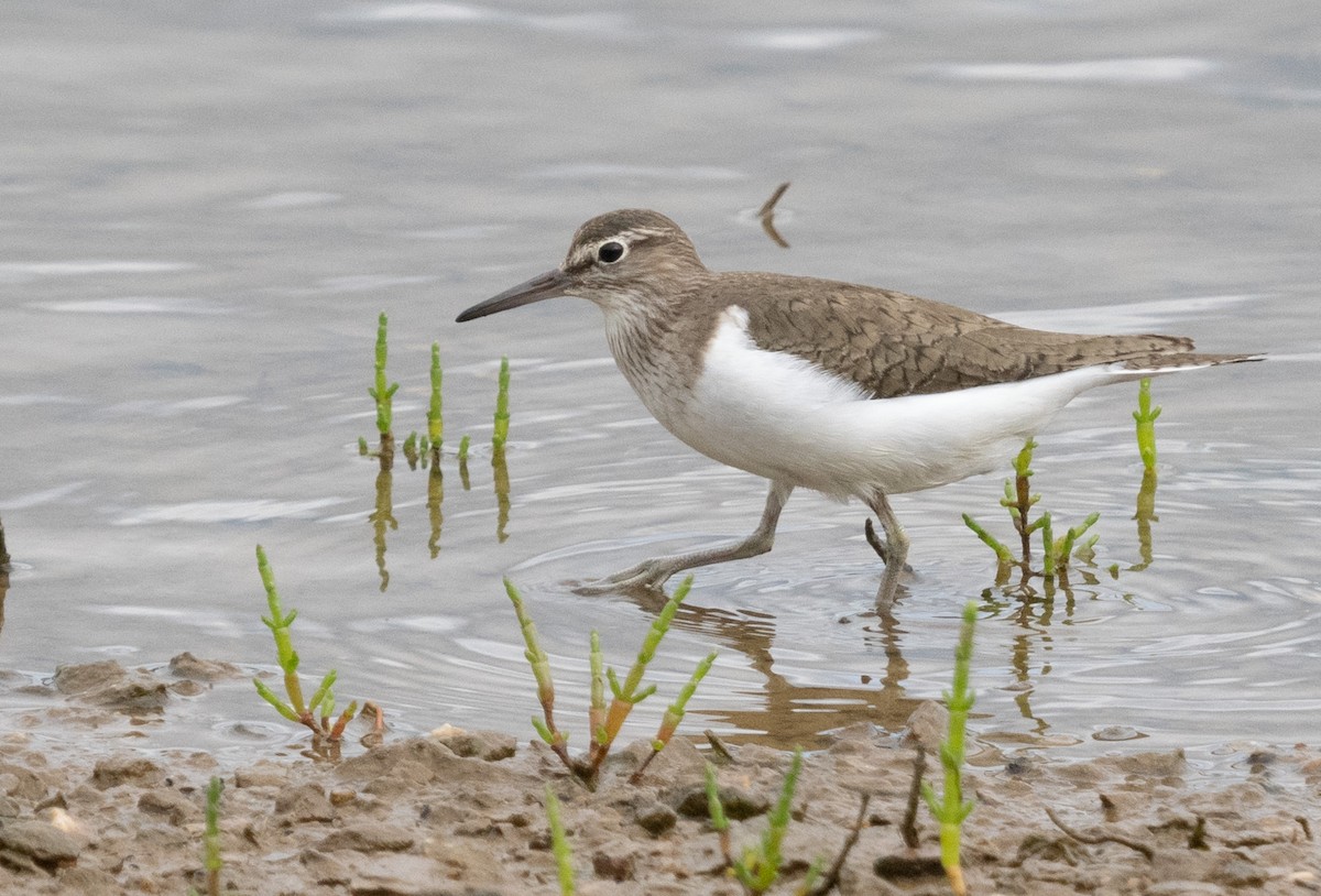 Common Sandpiper - ML623391574