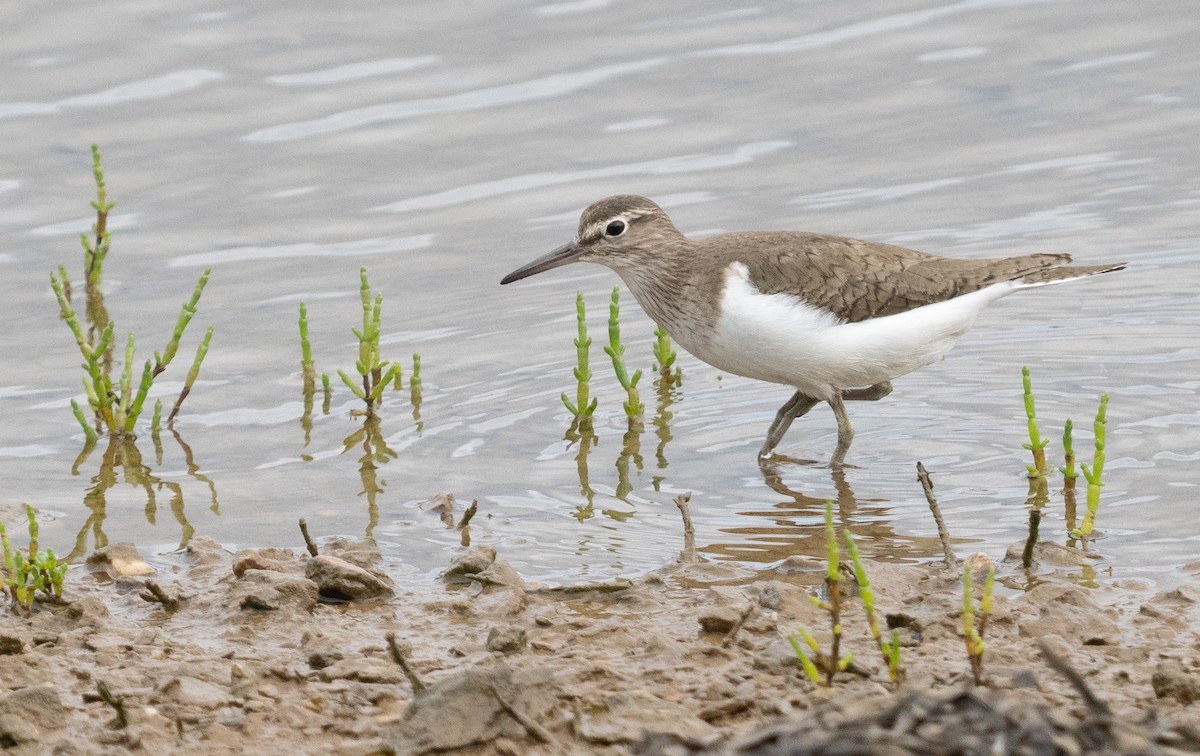 Common Sandpiper - ML623391575