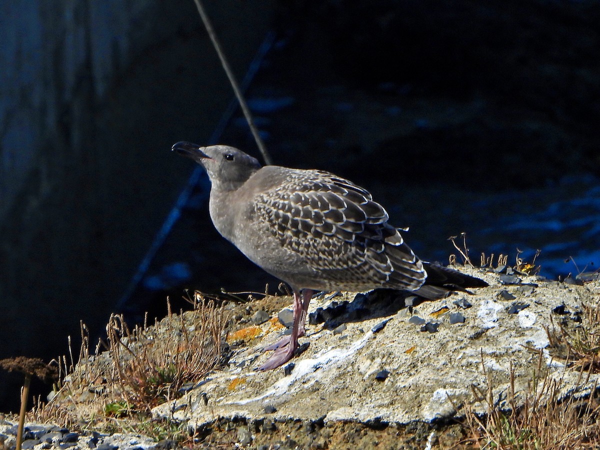 Western Gull - ML623391586