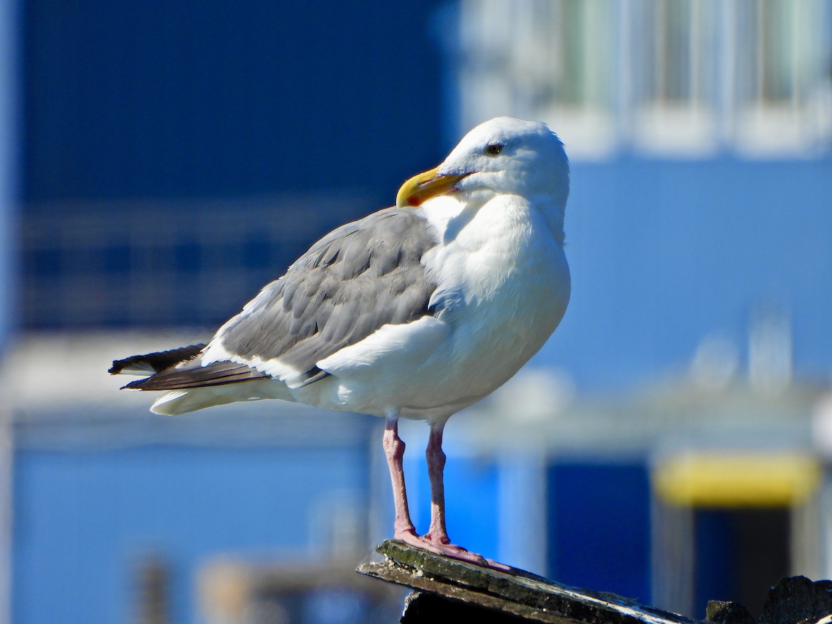 Herring Gull (American) - ML623391592