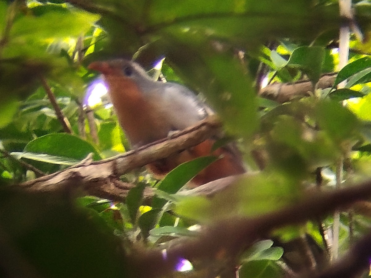 Red-billed Malkoha - ML623391639