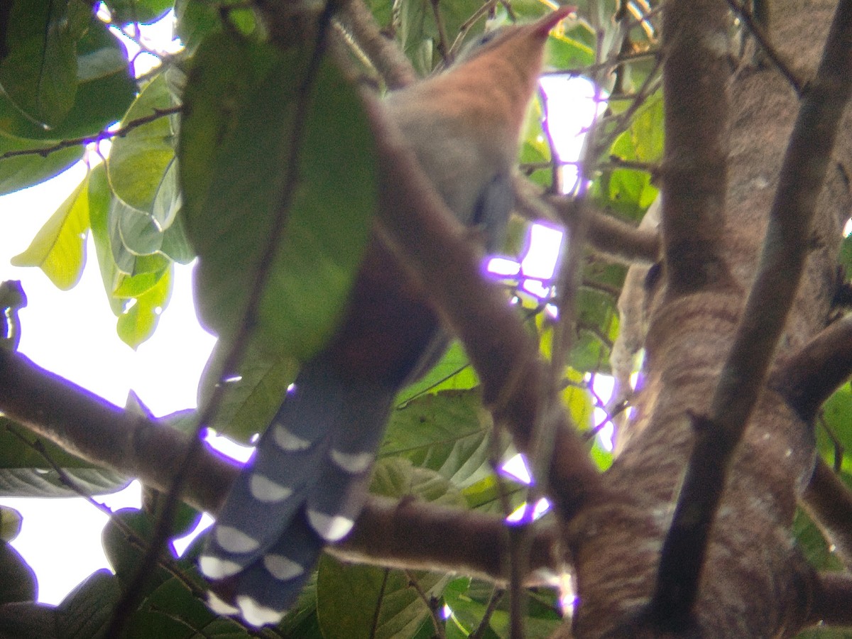 Red-billed Malkoha - ML623391640