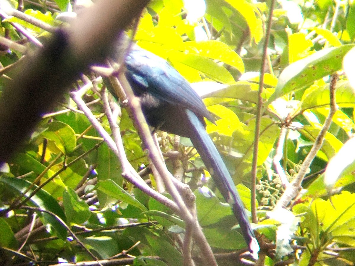 Black-bellied Malkoha - ML623391665