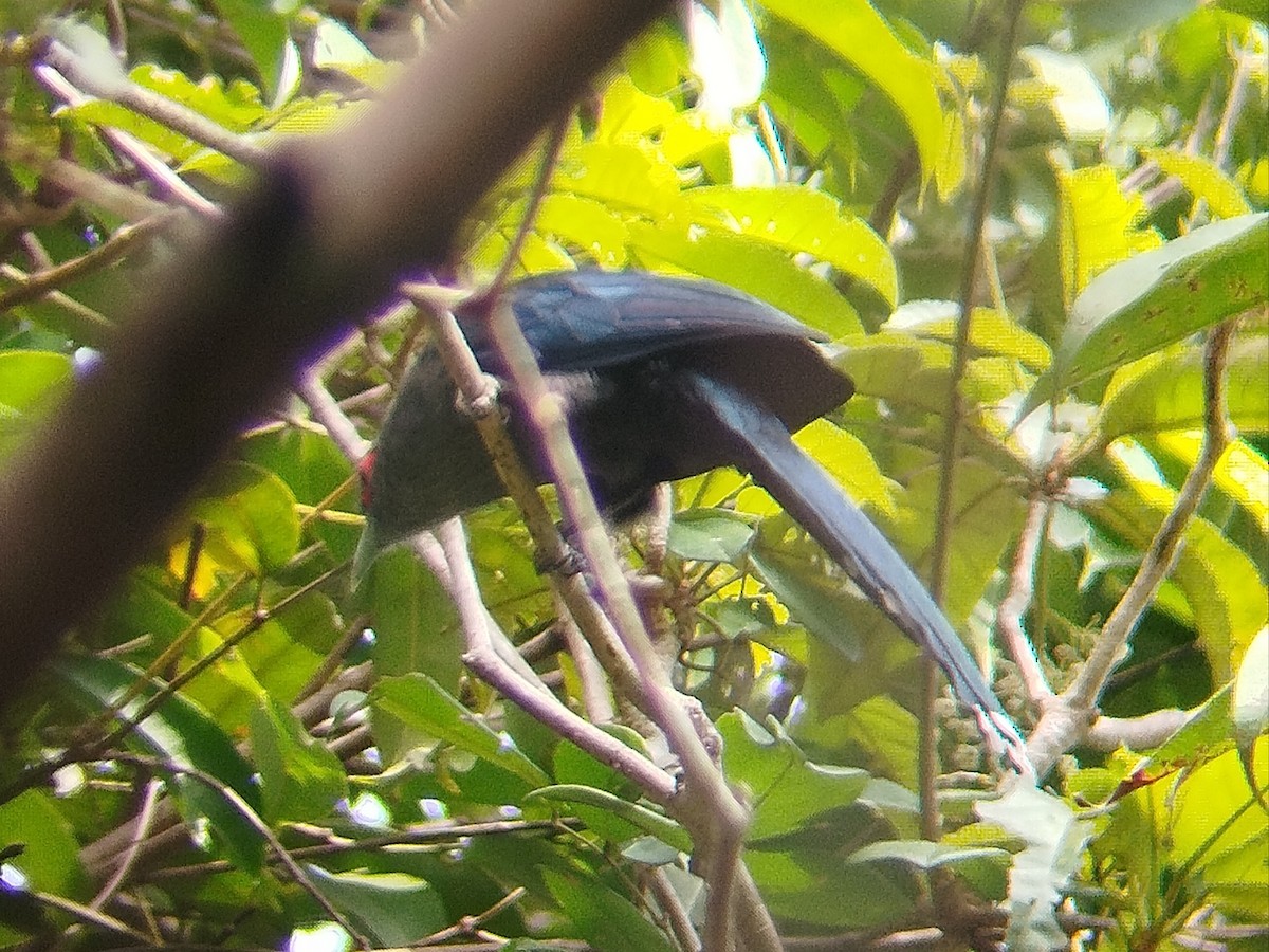 Black-bellied Malkoha - Lars Mannzen