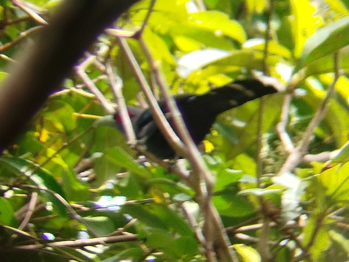 Black-bellied Malkoha - ML623391667