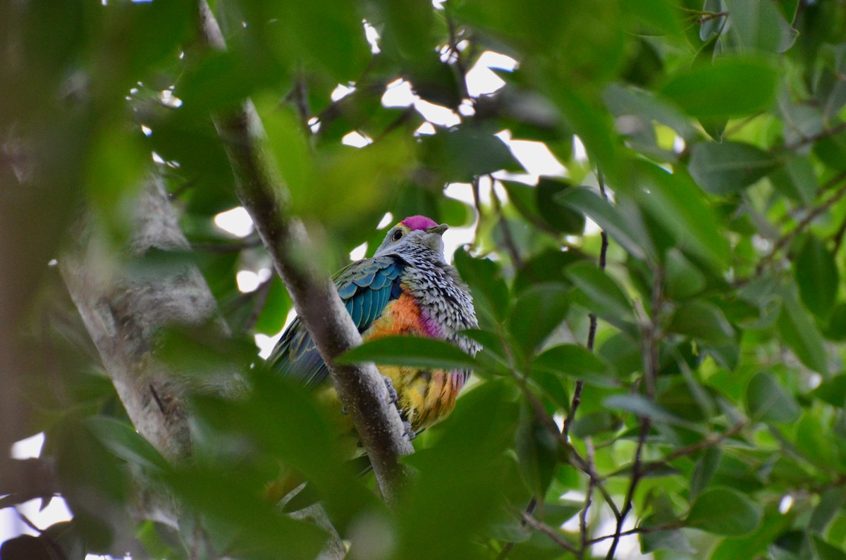 Rose-crowned Fruit-Dove - ML623391680