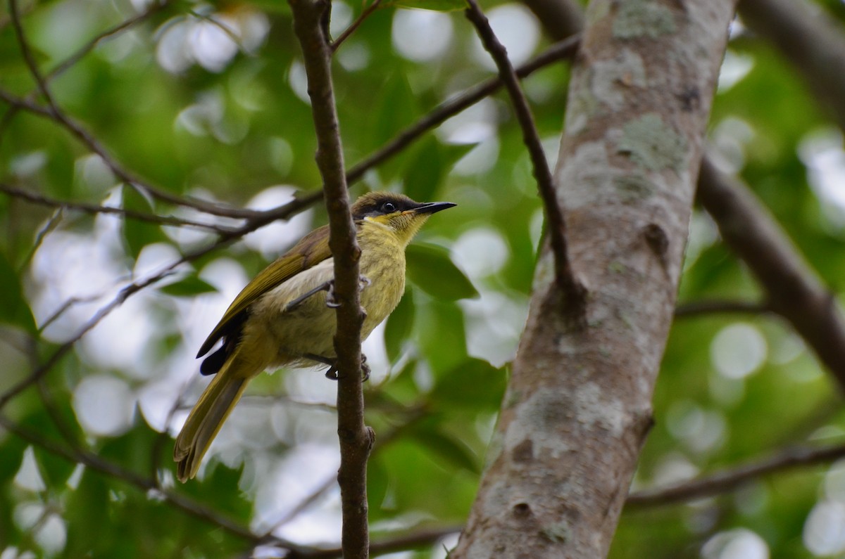 Varied Honeyeater - ML623391711