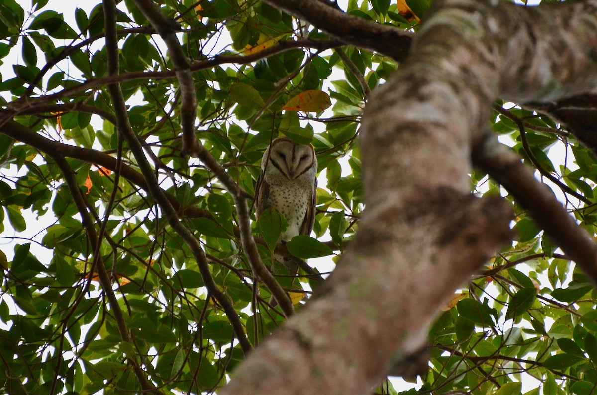 Eastern Barn Owl - ML623391712