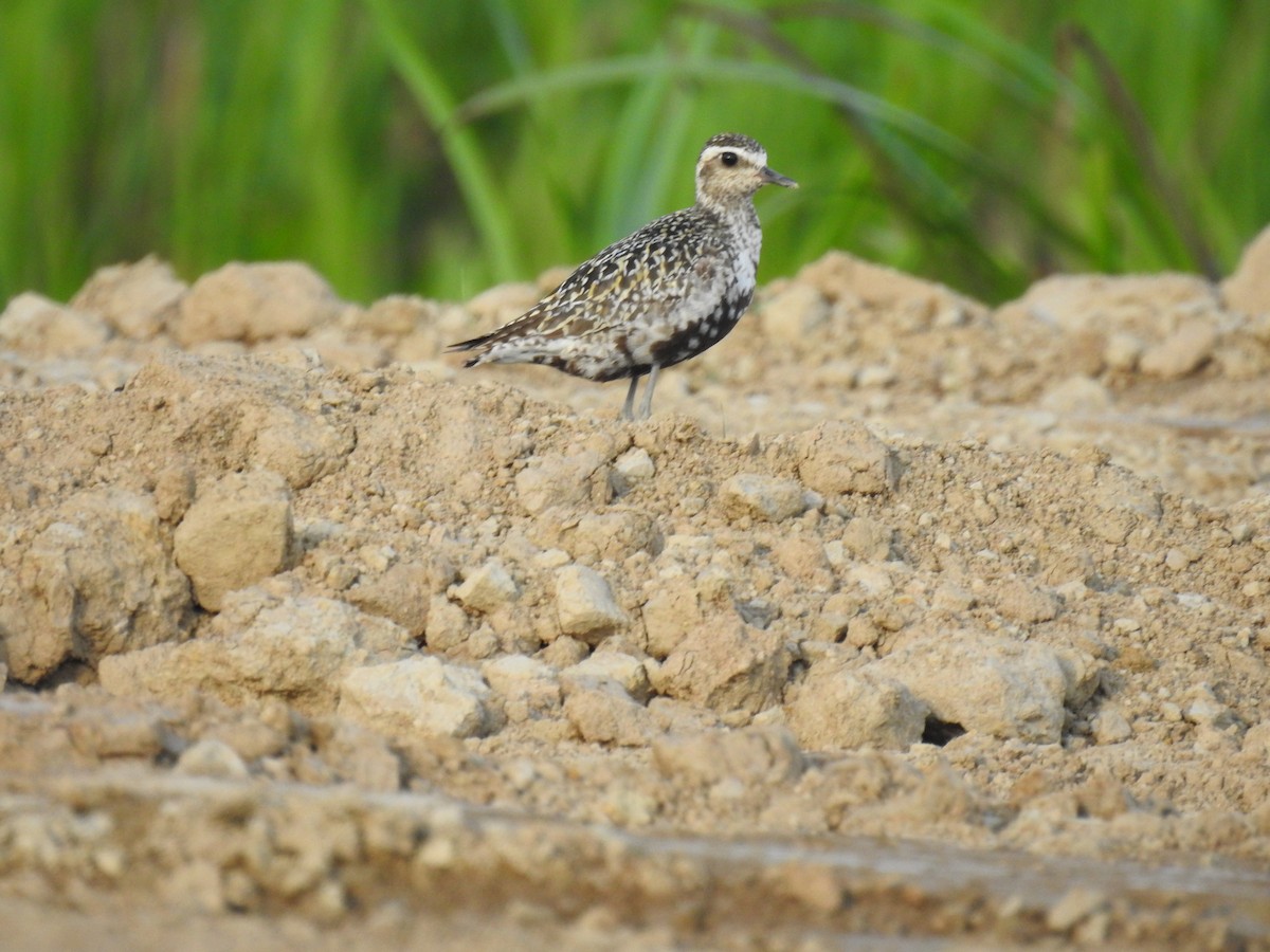 Pacific Golden-Plover - ML623391730