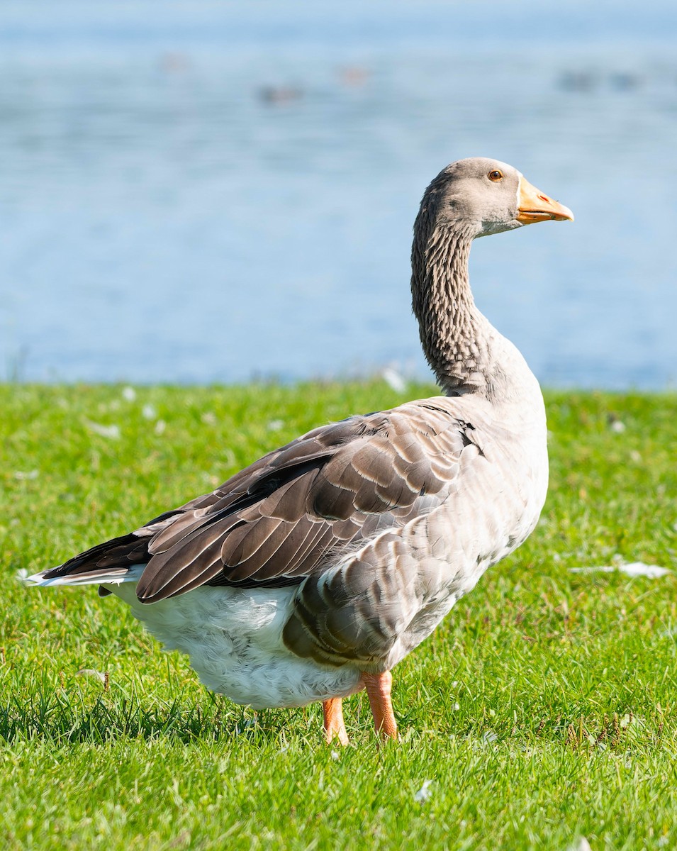 Graylag Goose - ML623391731