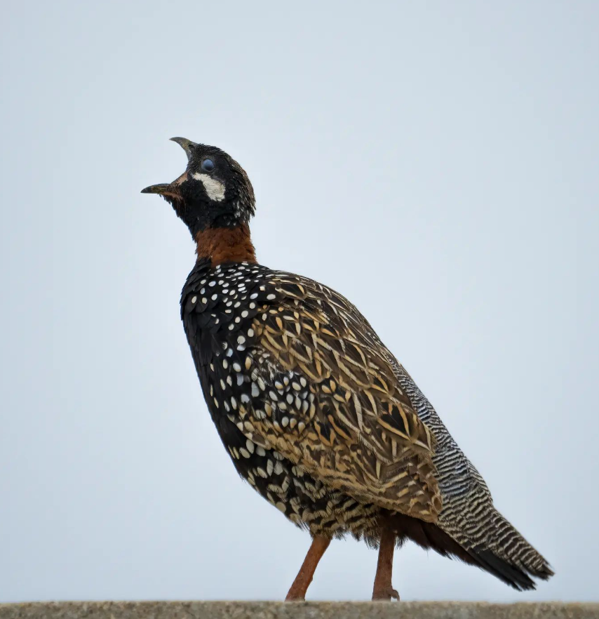 Black Francolin - ML623391735