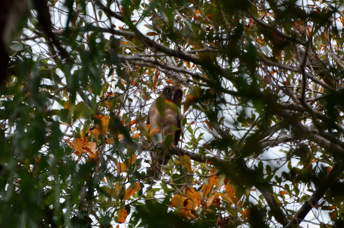 Rufous Owl - ML623391769