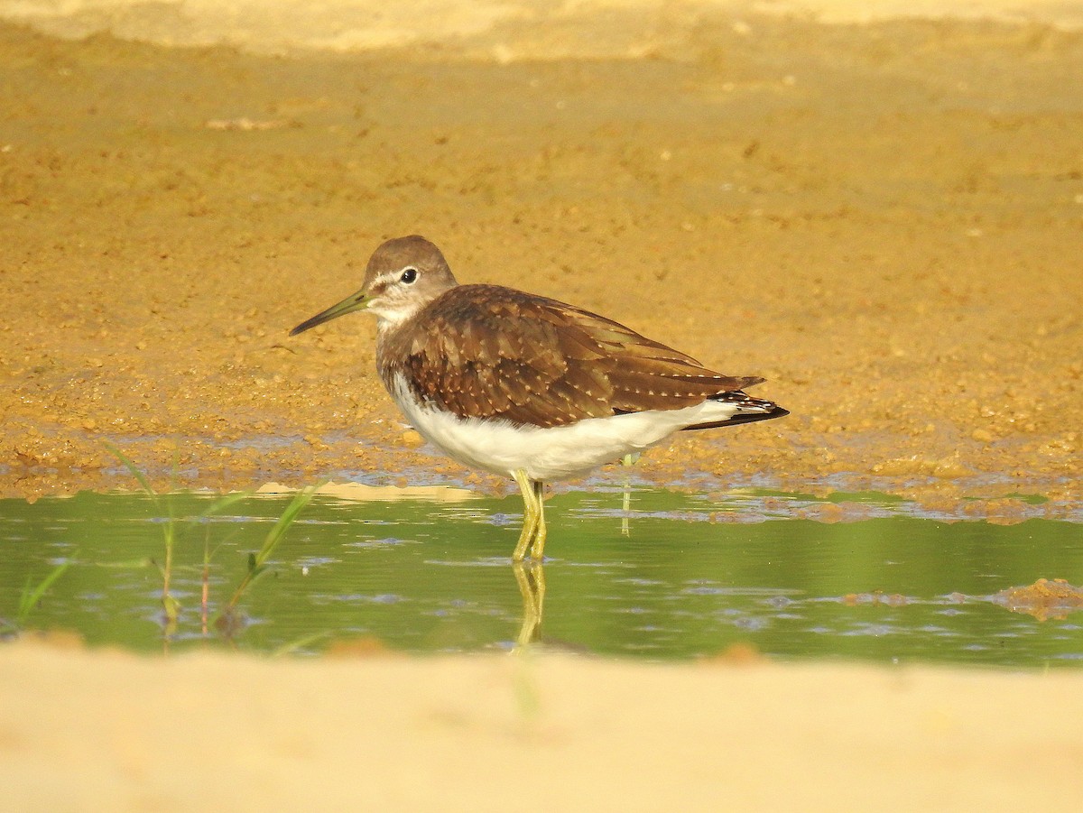 Green Sandpiper - ML623391783