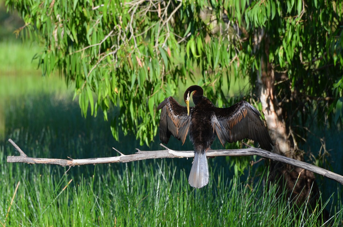Australasian Darter - ML623391818