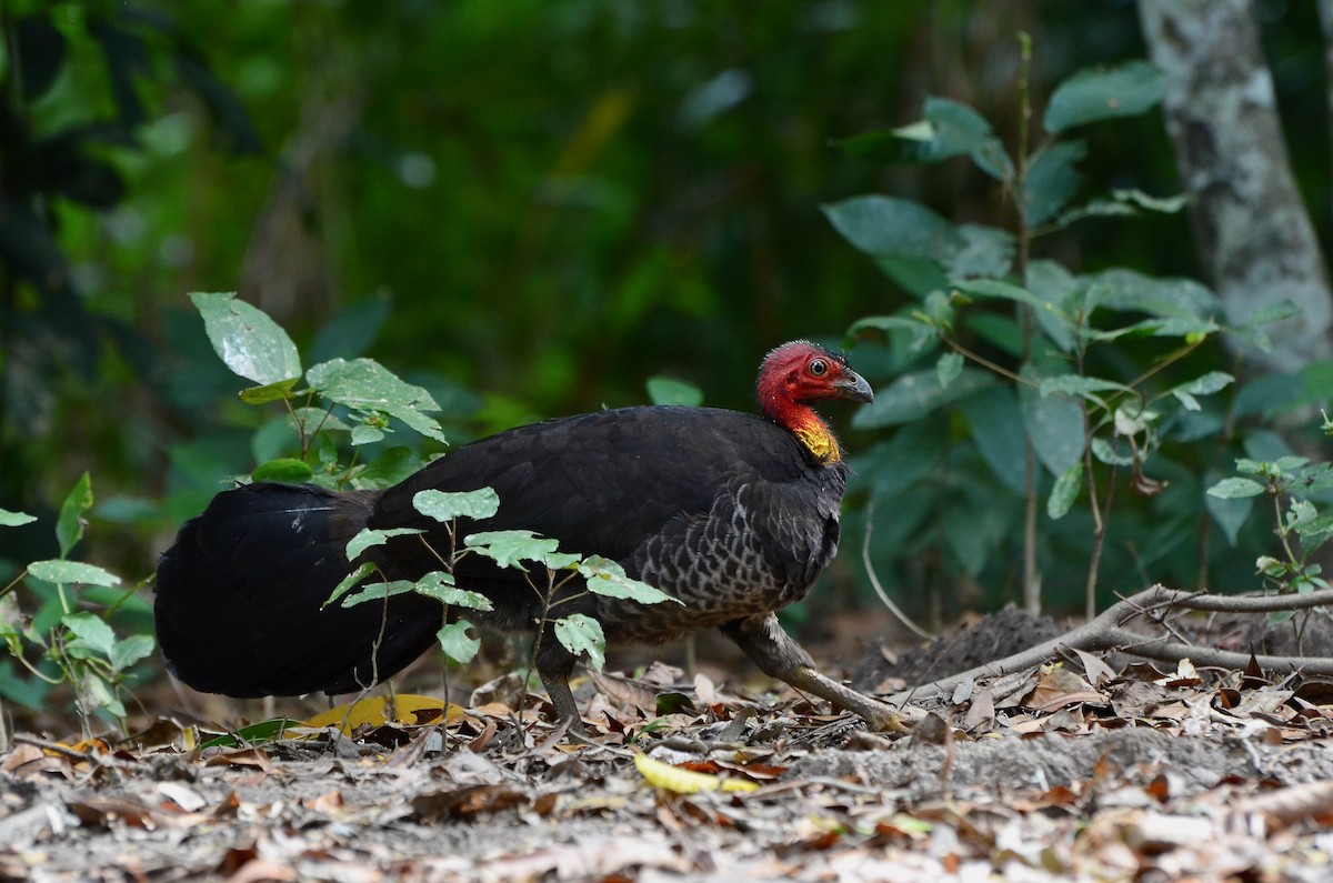 Australian Brushturkey - ML623391862