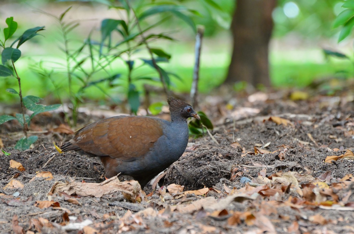 Orange-footed Megapode - ML623391864