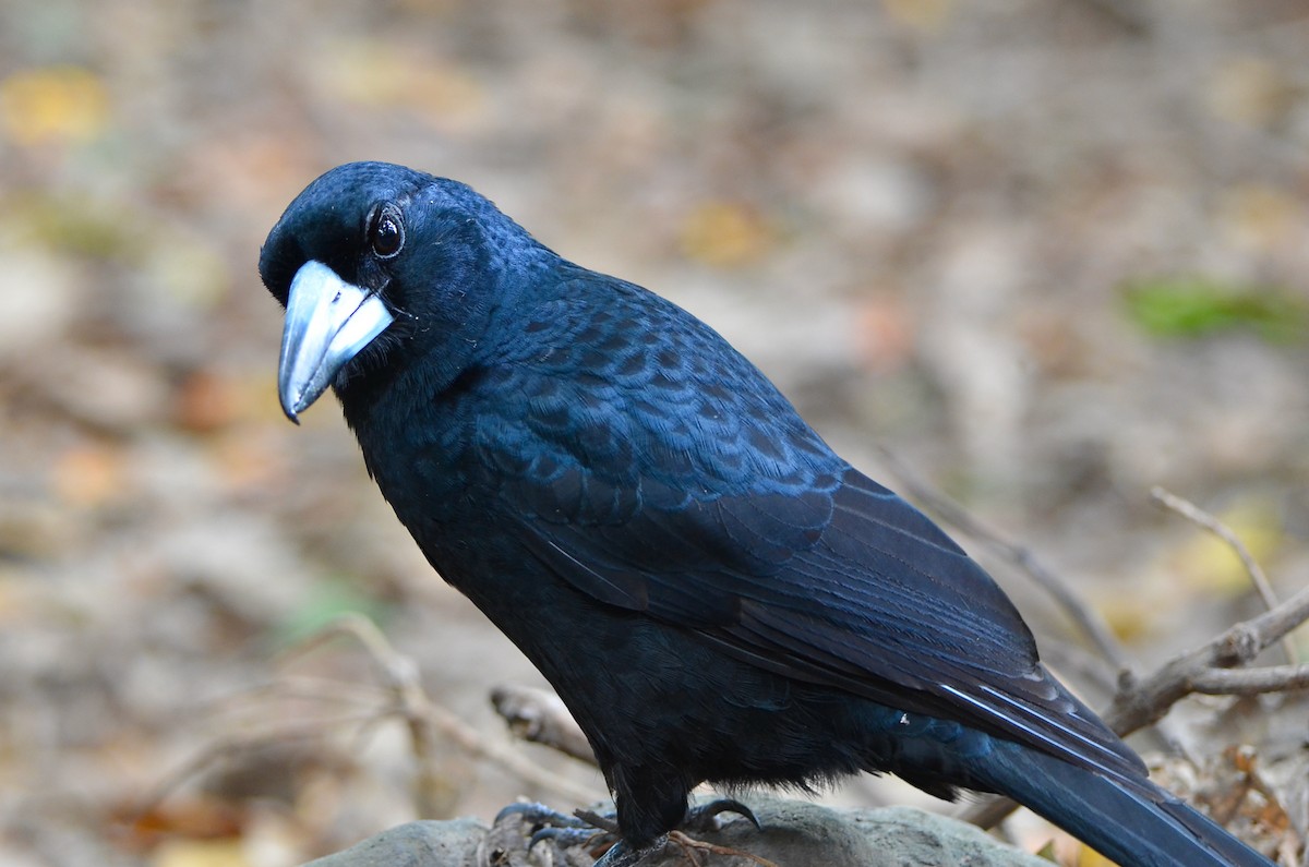 Black Butcherbird - ML623391866