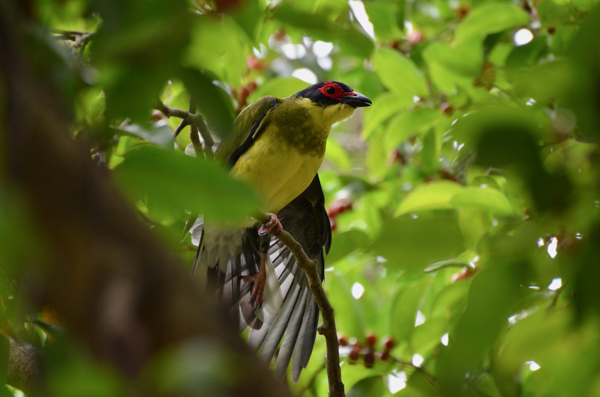 Australasian Figbird - ML623391908