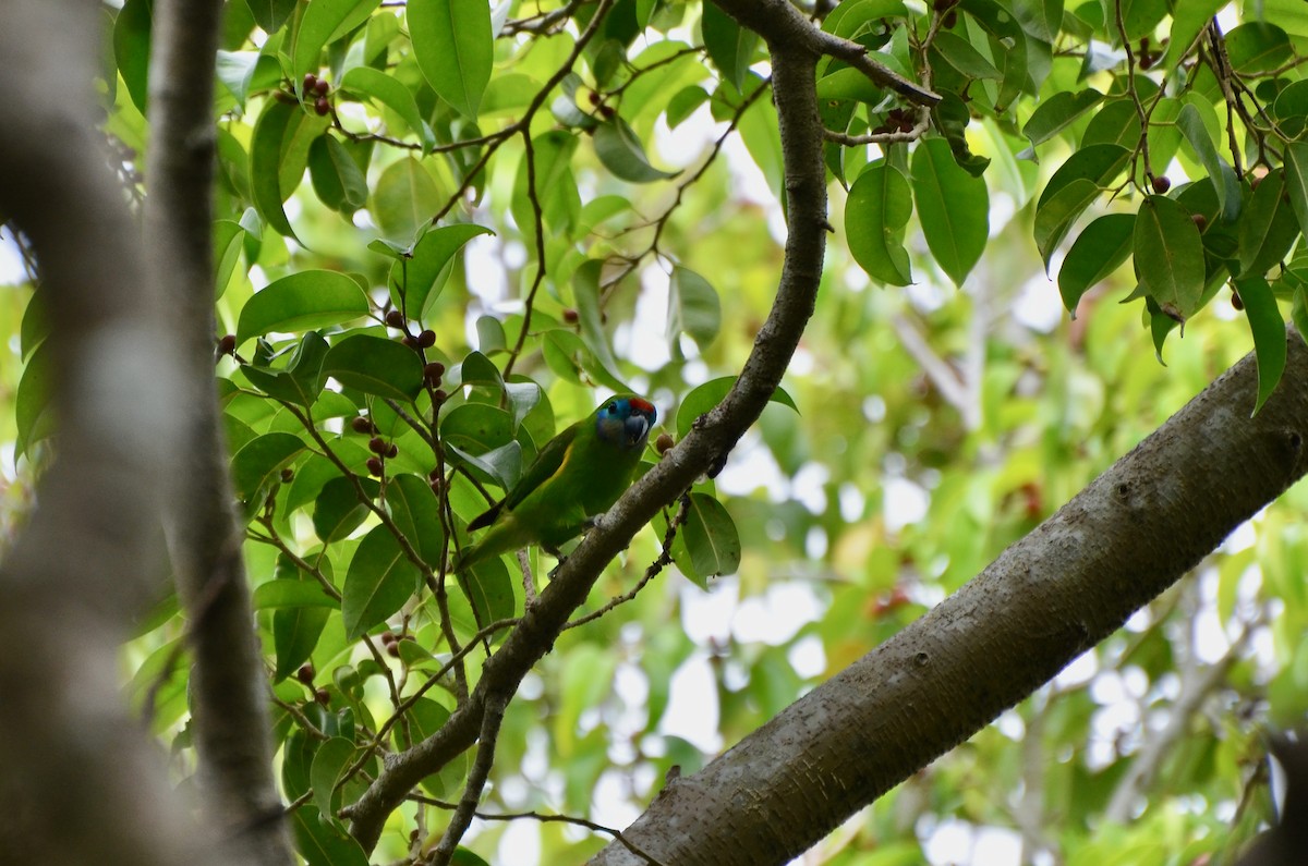 Double-eyed Fig-Parrot - ML623391918