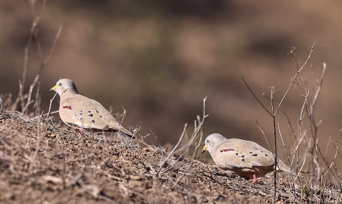 Croaking Ground Dove - ML623391979