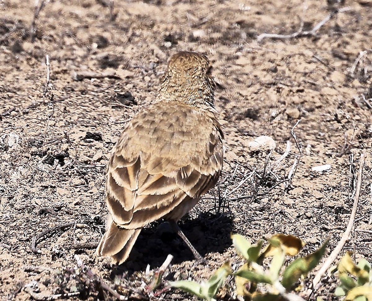 Common Miner - ML623391989