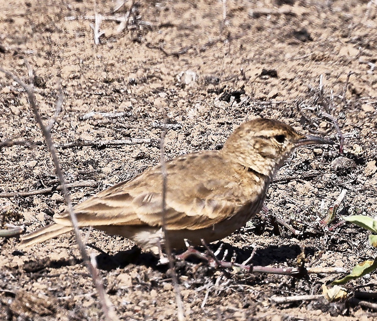 Common Miner - ML623391992