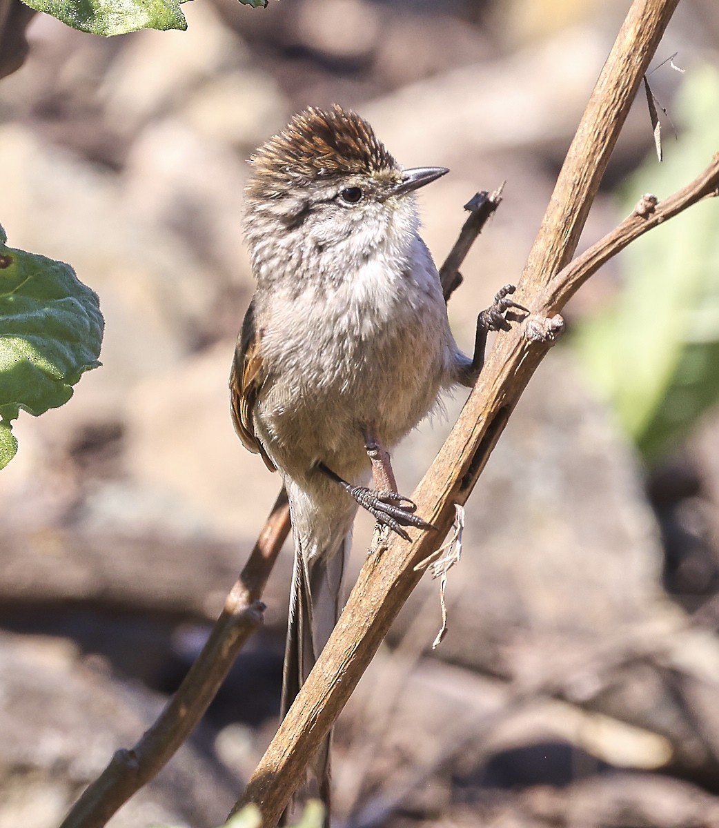 Plain-mantled Tit-Spinetail - ML623392005