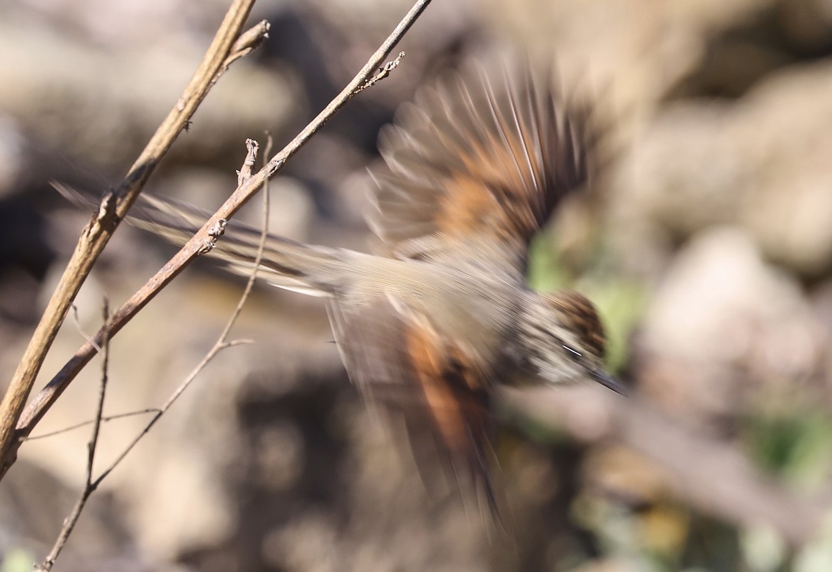 Plain-mantled Tit-Spinetail - ML623392006