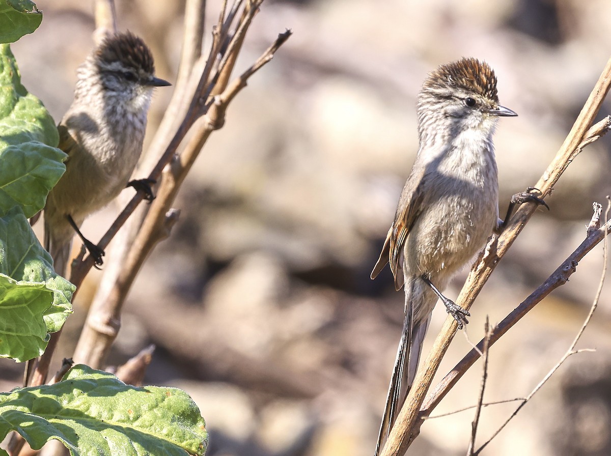 Plain-mantled Tit-Spinetail - ML623392007