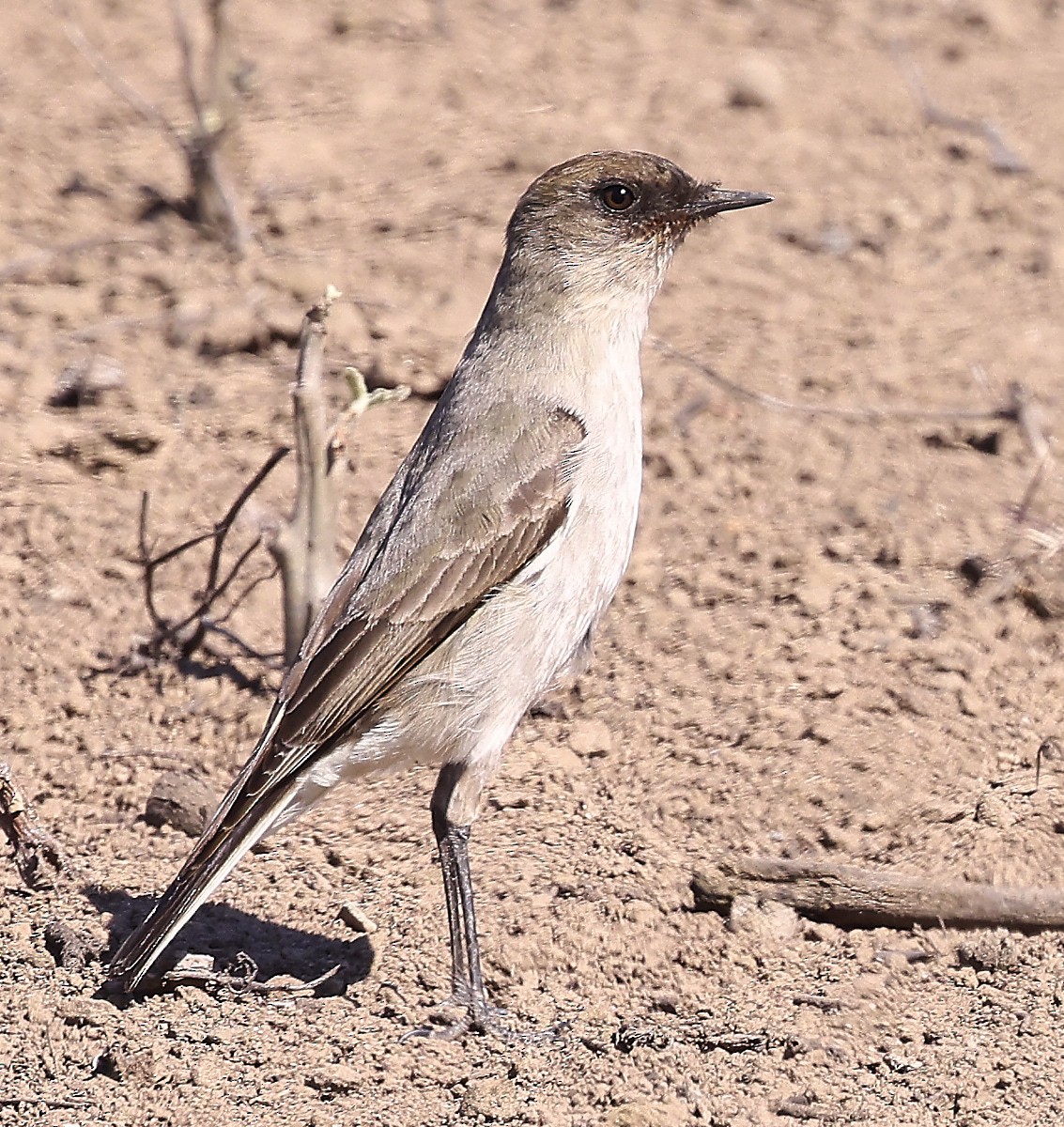 Dark-faced Ground-Tyrant - Finn Jørgensen