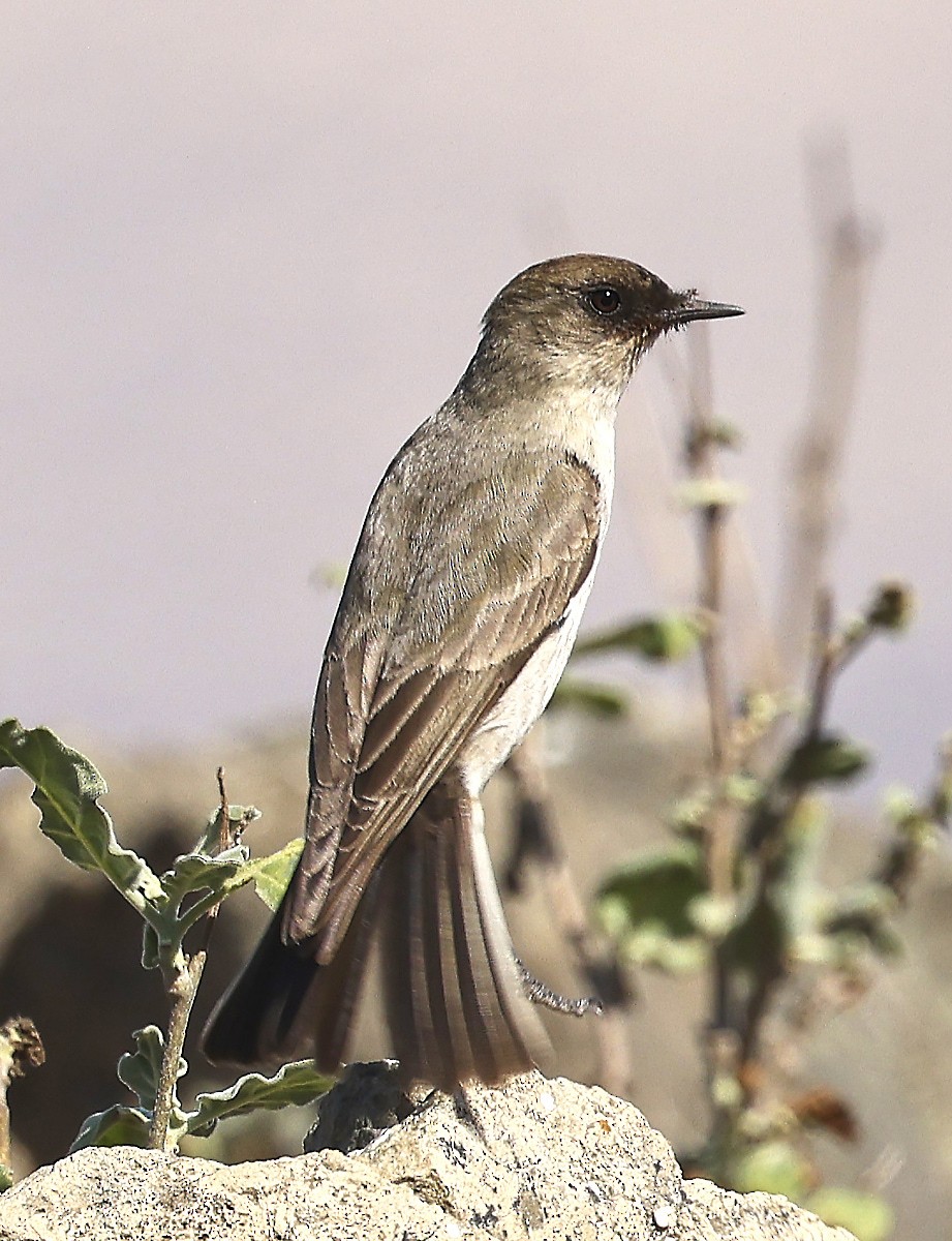 Dark-faced Ground-Tyrant - ML623392016