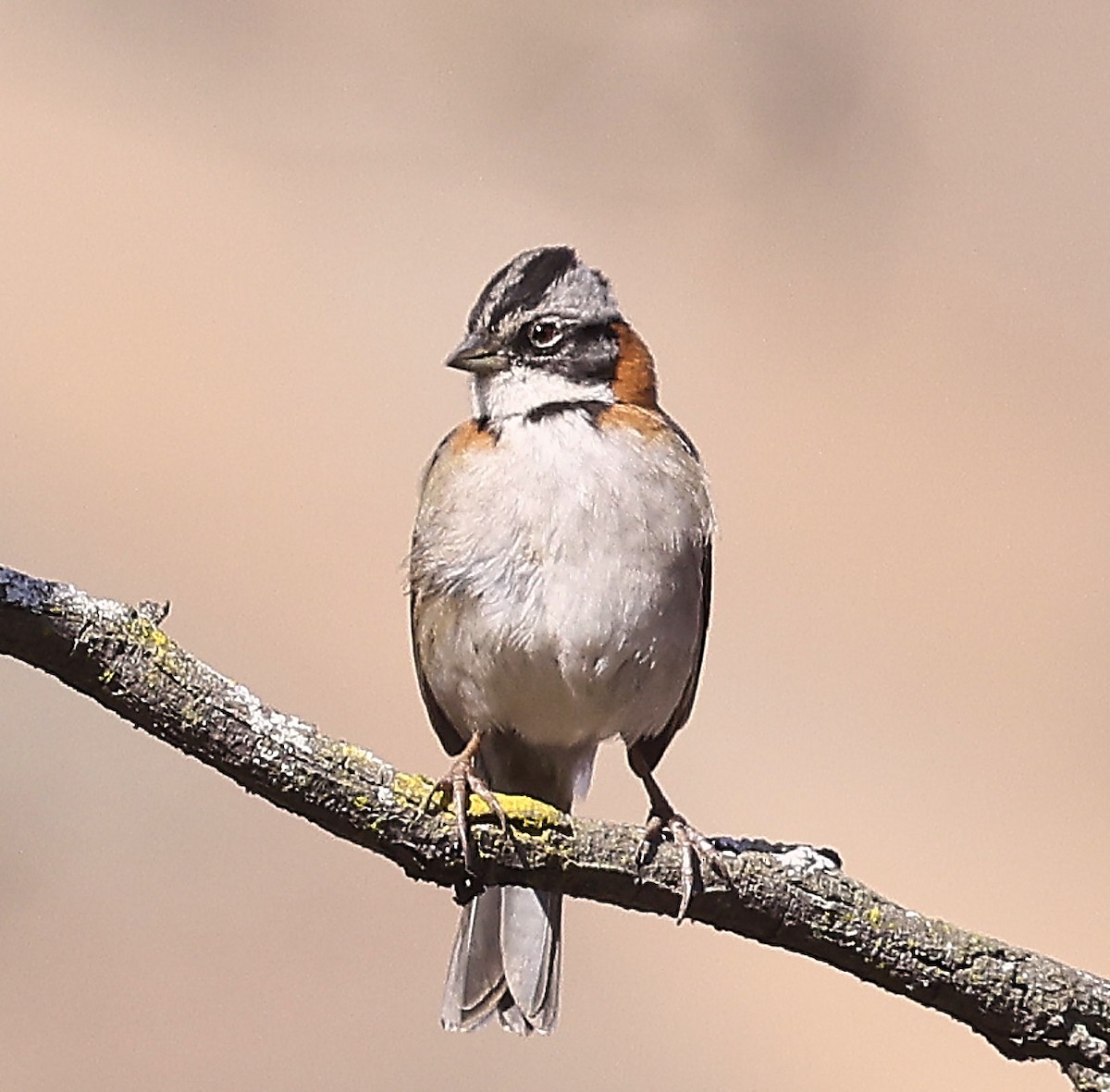 Rufous-collared Sparrow - ML623392021