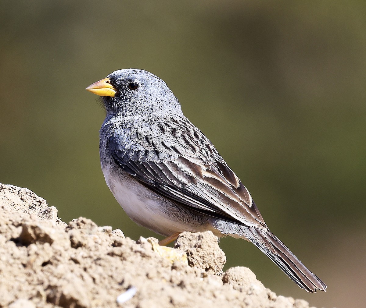 Band-tailed Sierra Finch - ML623392028