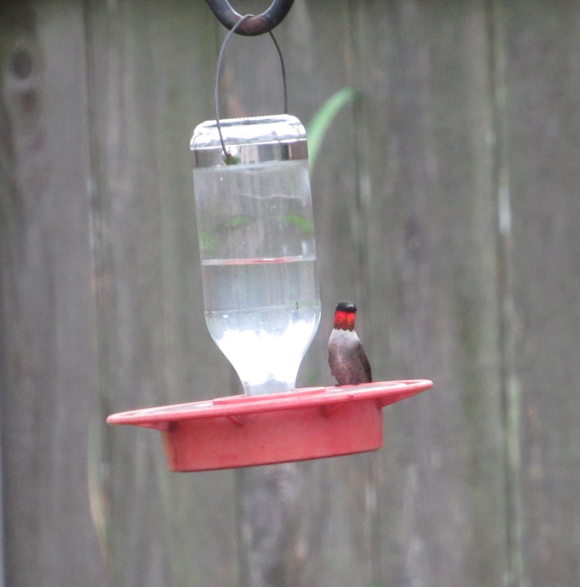 Ruby-throated Hummingbird - Judy Behrens