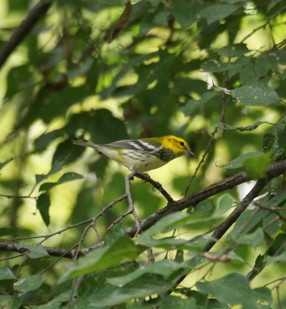 Black-throated Green Warbler - ML623392089