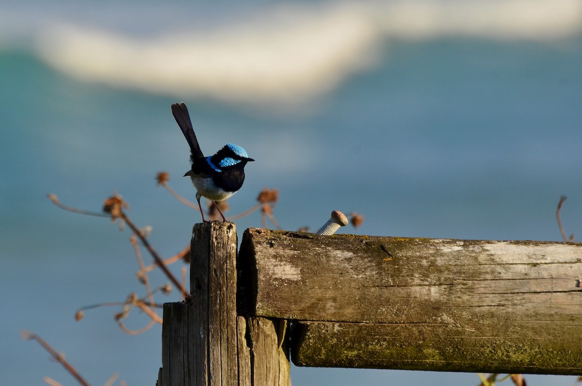 Superb Fairywren - ML623392105