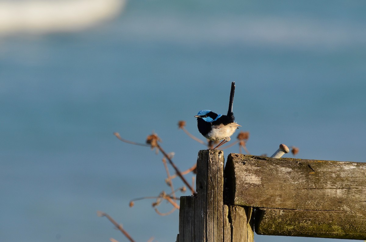Superb Fairywren - ML623392106