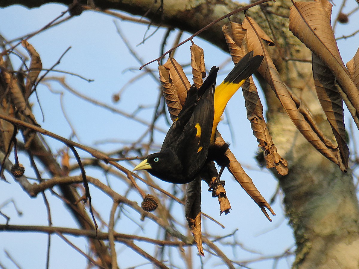 Yellow-rumped Cacique (Amazonian) - ML623392107