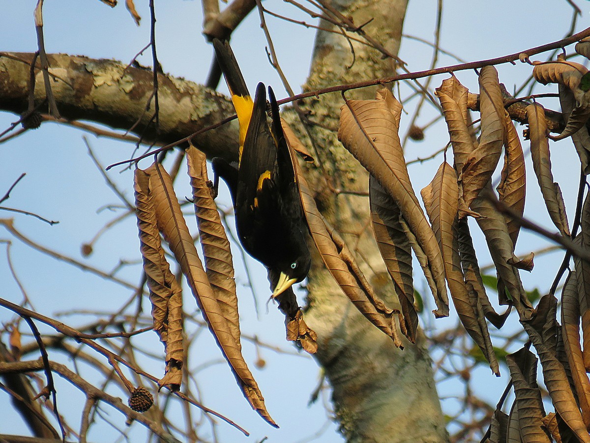 Yellow-rumped Cacique (Amazonian) - ML623392108