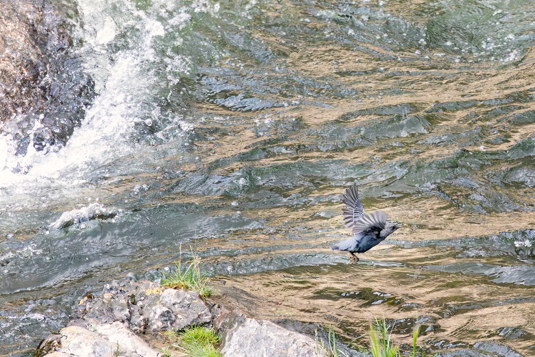 American Dipper - Eric Dyck