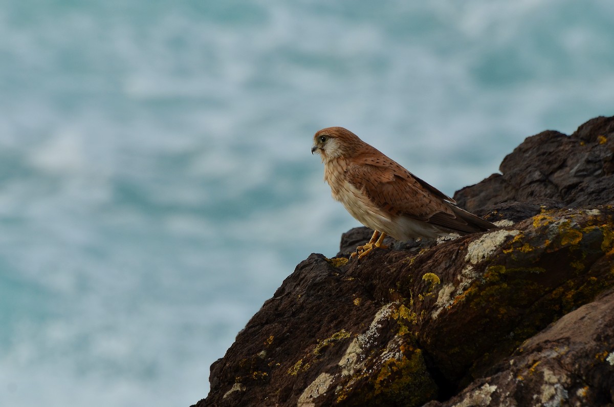 Nankeen Kestrel - ML623392254