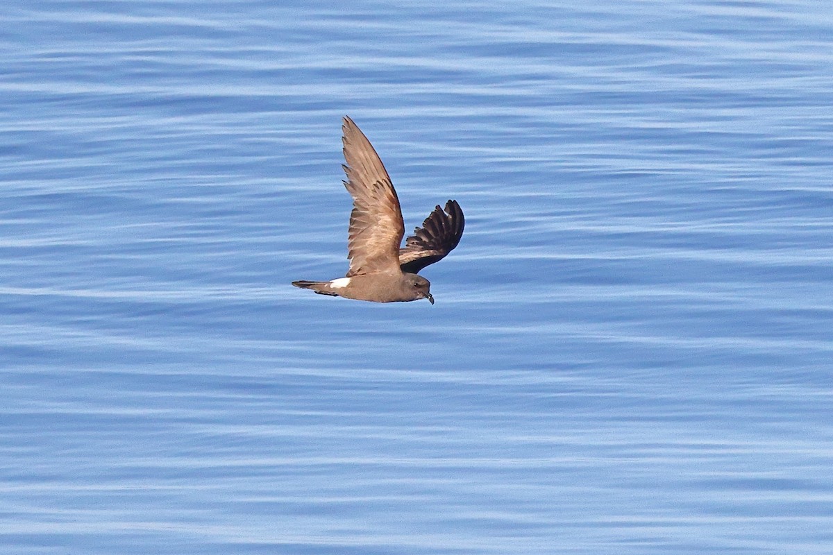 Leach's Storm-Petrel (Leach's) - ML623392255