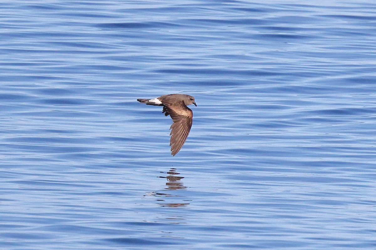 Leach's Storm-Petrel (Leach's) - ML623392256