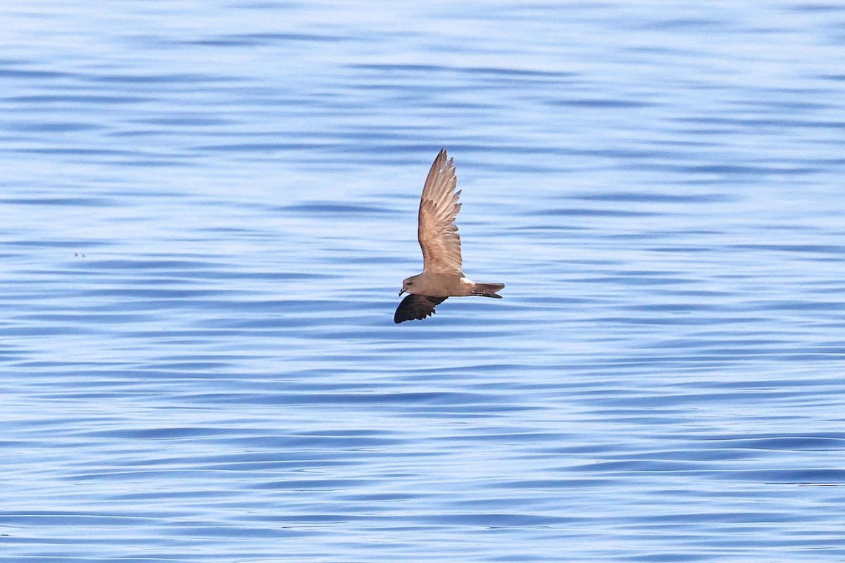 Leach's Storm-Petrel (Leach's) - ML623392257