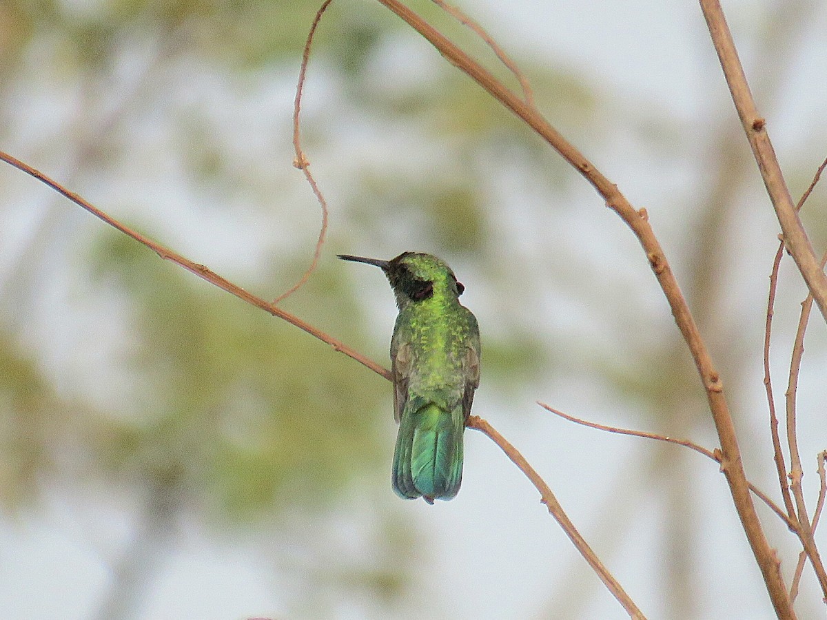 White-vented Violetear - ML623392262