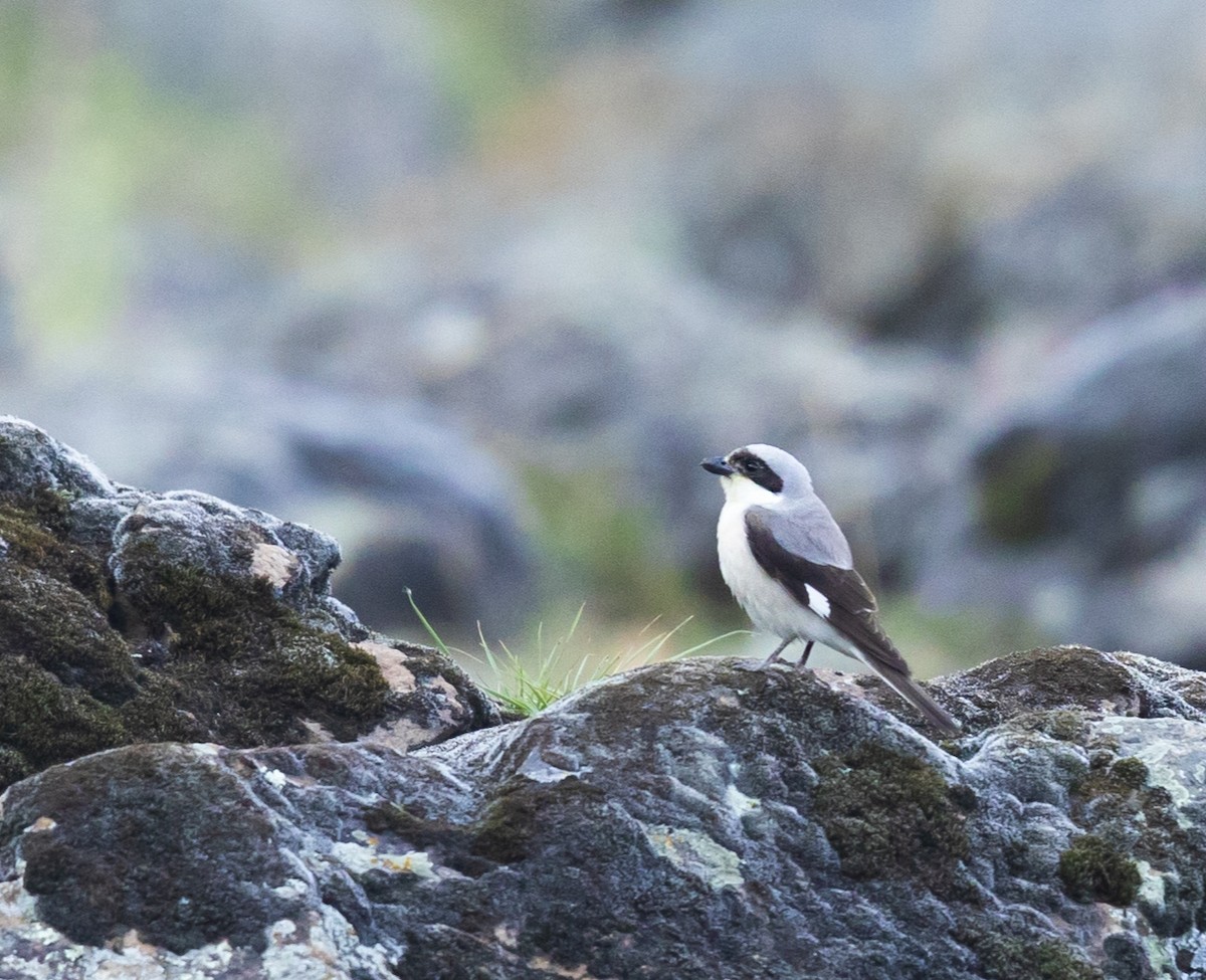Lesser Gray Shrike - ML623392289
