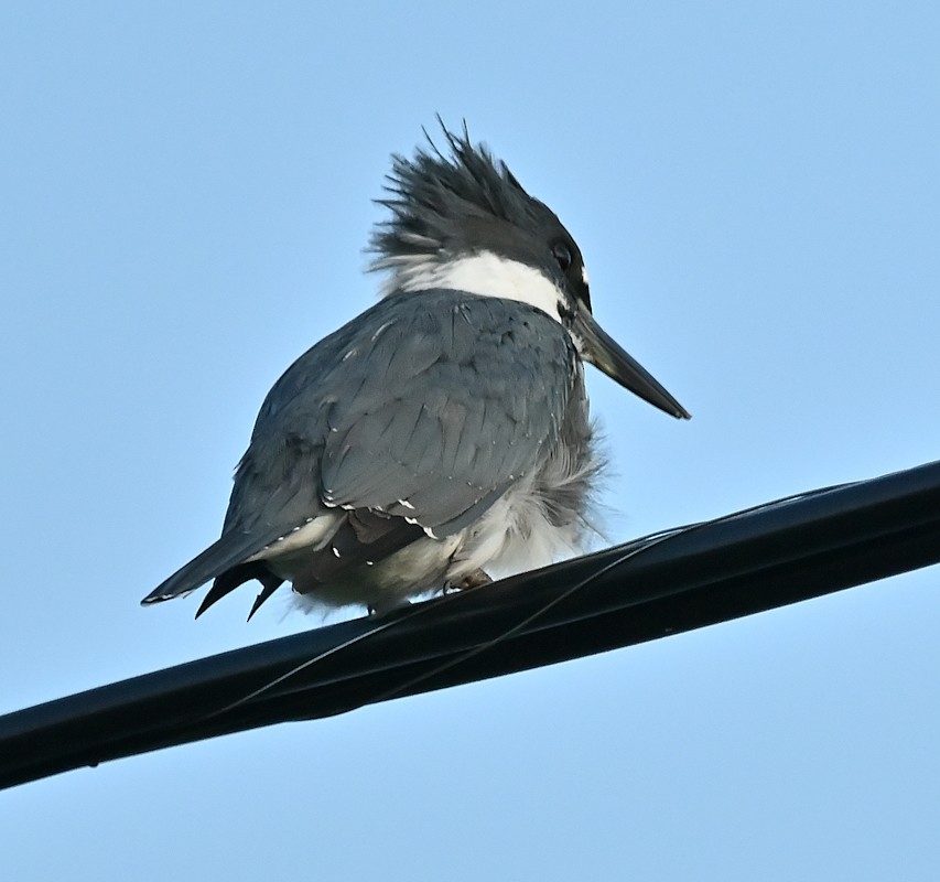 Belted Kingfisher - ML623392354