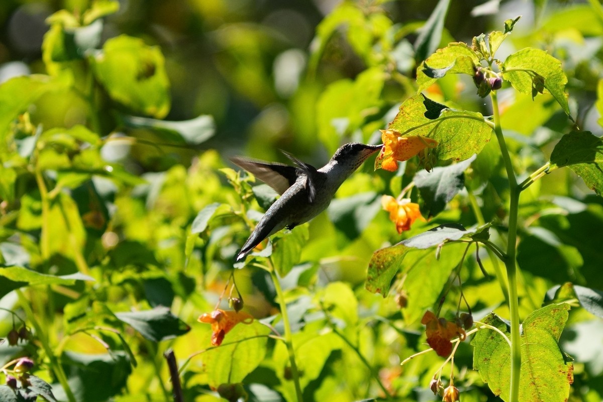 Ruby-throated Hummingbird - ML623392381